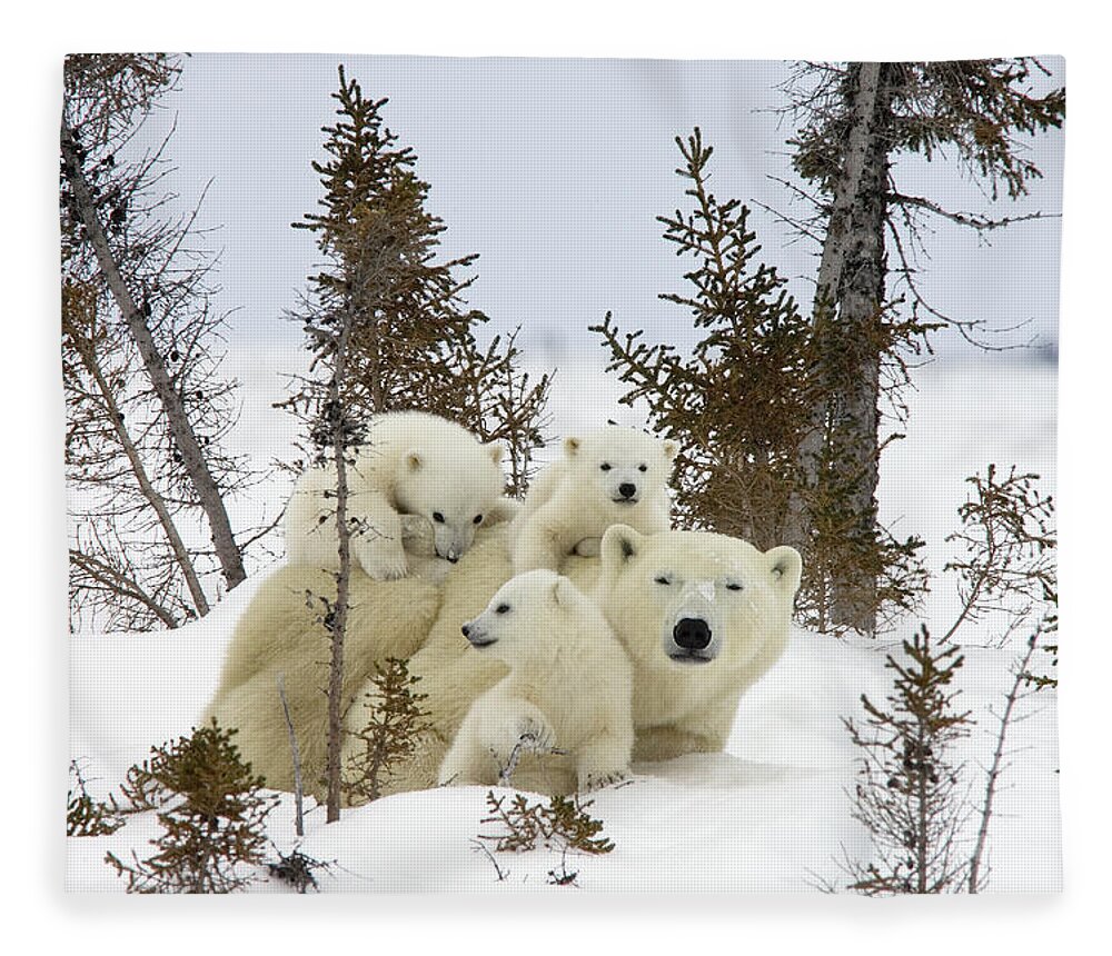 00601007 Fleece Blanket featuring the photograph Polar Bear Ursus Maritimus Mother and Cubs by Matthias Breiter