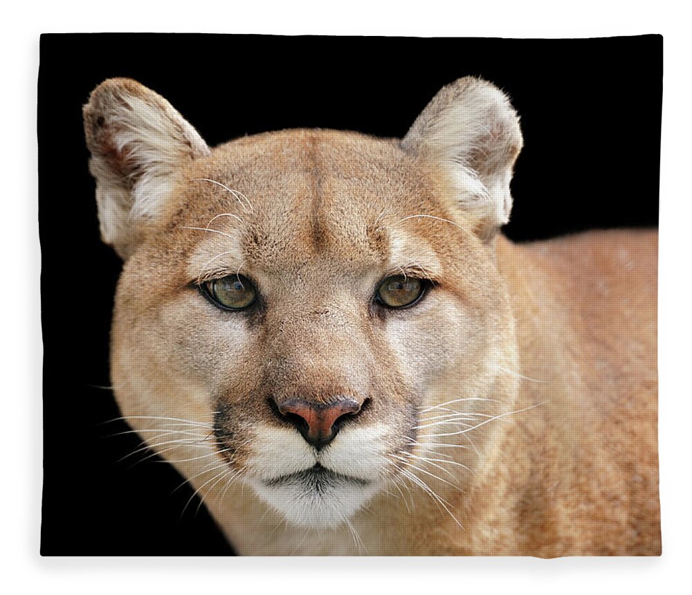 Big Cat Fleece Blanket featuring the photograph Portrait Of A Puma Looking Beyond The by Freder