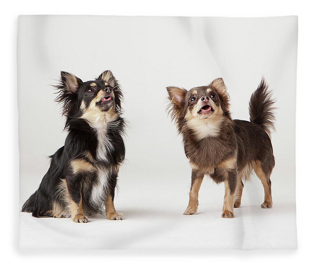 Pets Fleece Blanket featuring the photograph Portrait Of Two Chihuahuas by Compassionate Eye Foundation/david Leahy