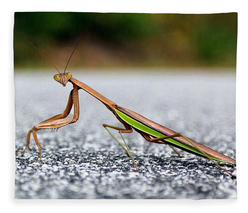 Insects Fleece Blanket featuring the photograph Posing for the Camera by Jennifer Robin