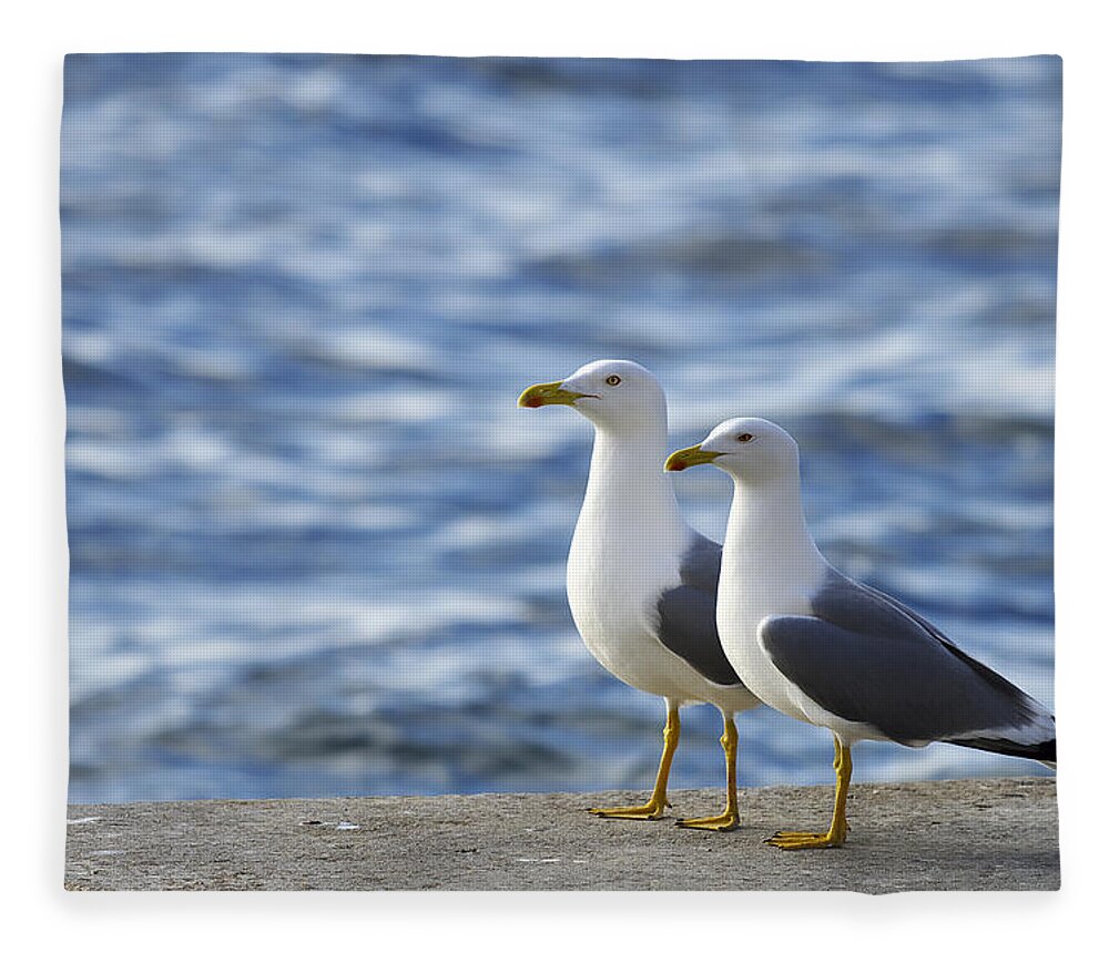 Sea Fleece Blanket featuring the photograph Posing seagulls by Ivan Slosar