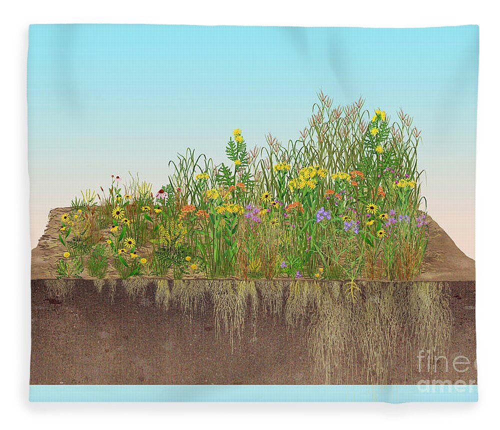 Prairie Fleece Blanket featuring the photograph Prairie Plants Succession, Illustration by Carlyn Iverson