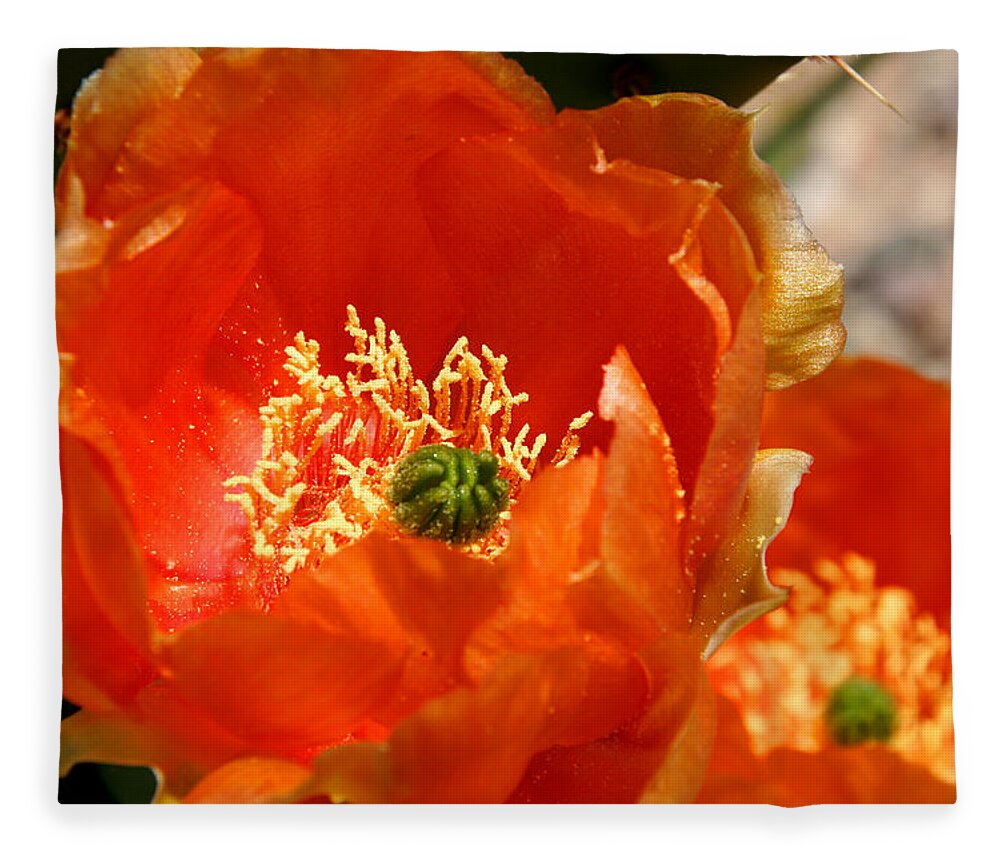 Cactus Fleece Blanket featuring the photograph Prickly Pear in Bloom by Joe Kozlowski