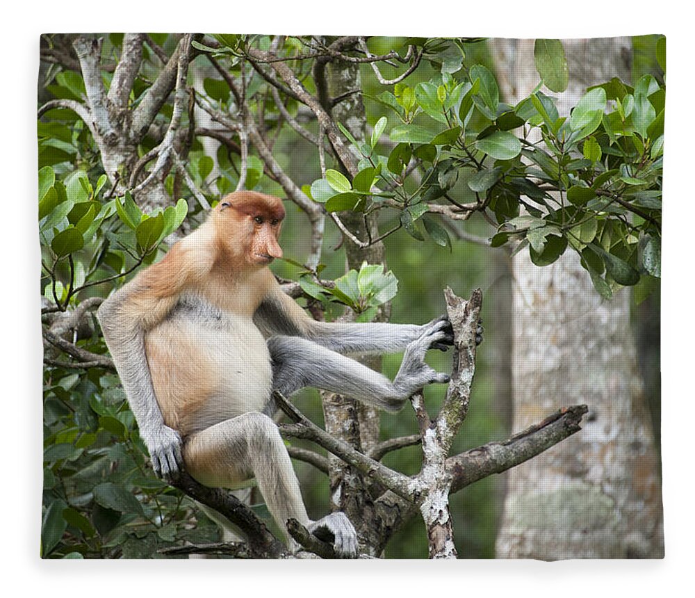Suzi Eszterhas Fleece Blanket featuring the photograph Proboscis Monkey In Tree Sabah Borneo by Suzi Eszterhas