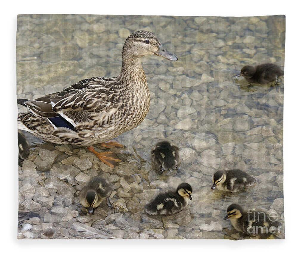 Duck Fleece Blanket featuring the photograph Proud Mother by David Birchall