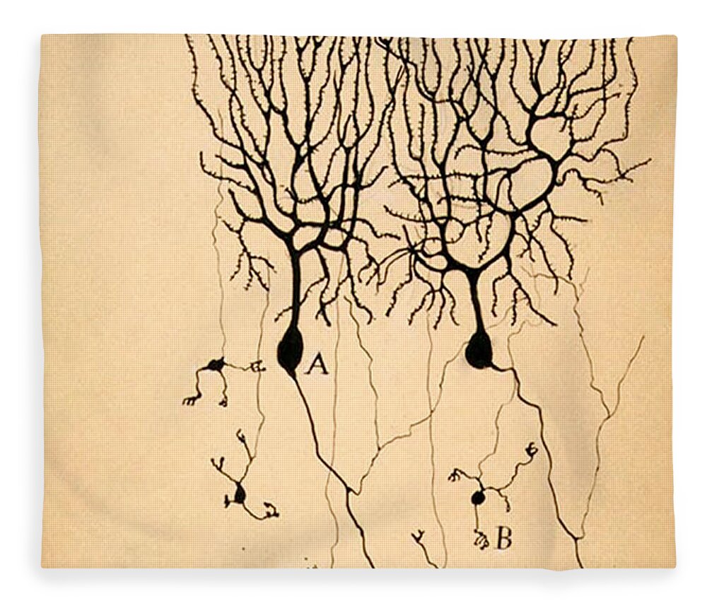 Purkinje Cells Fleece Blanket featuring the photograph Purkinje Cells by Cajal 1899 by Science Source