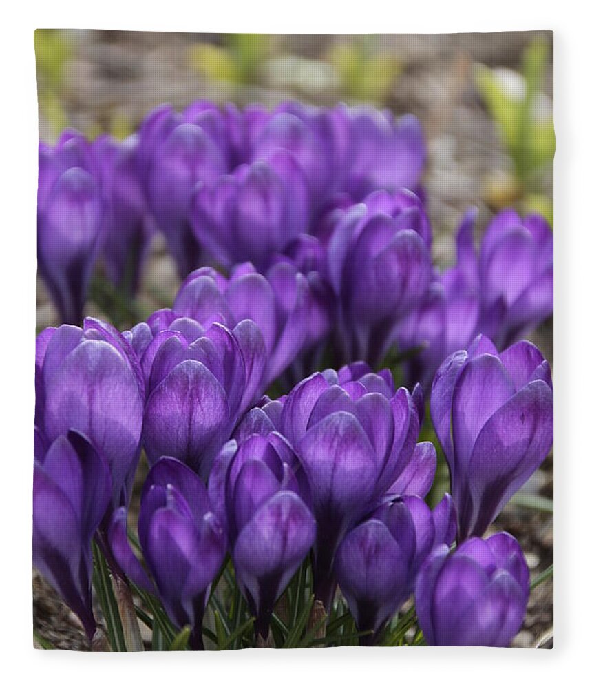 Springtime Fleece Blanket featuring the photograph Purple crocus Flowers by Valerie Collins