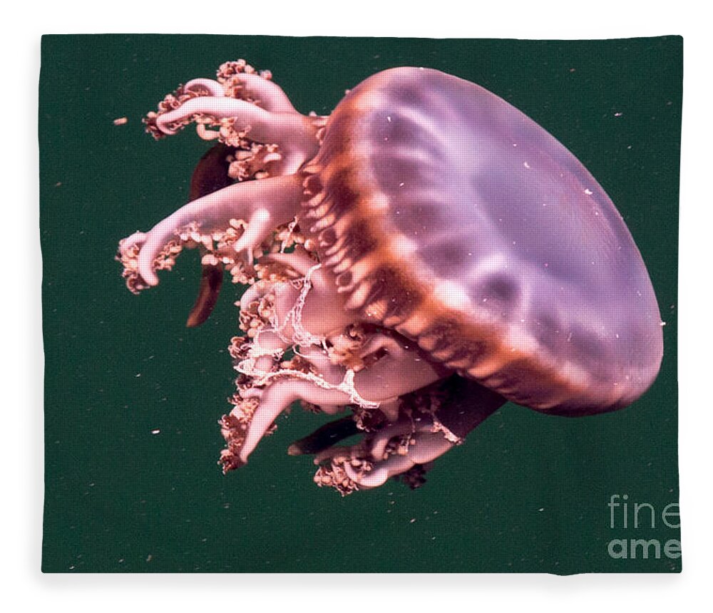Purple Head Upside Down Jellyfish II Fleece Blanket by Rene Triay