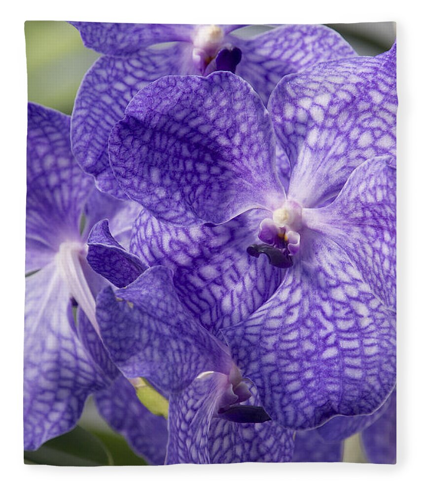 Orchids Fleece Blanket featuring the photograph Purple orchids by Elena Perelman