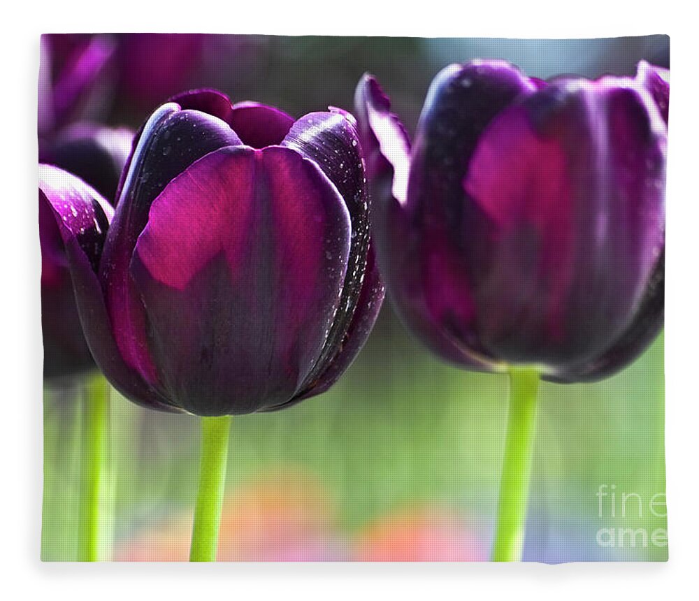 Tulip Fleece Blanket featuring the photograph Purple tulips by Heiko Koehrer-Wagner
