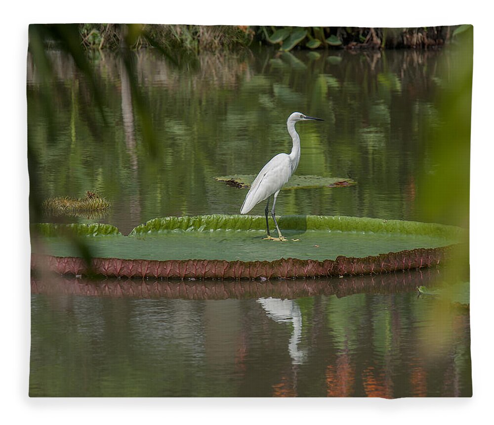 Nature Fleece Blanket featuring the photograph Queen Victoria Water Lily Pad with Little Egret DTHB1618 by Gerry Gantt
