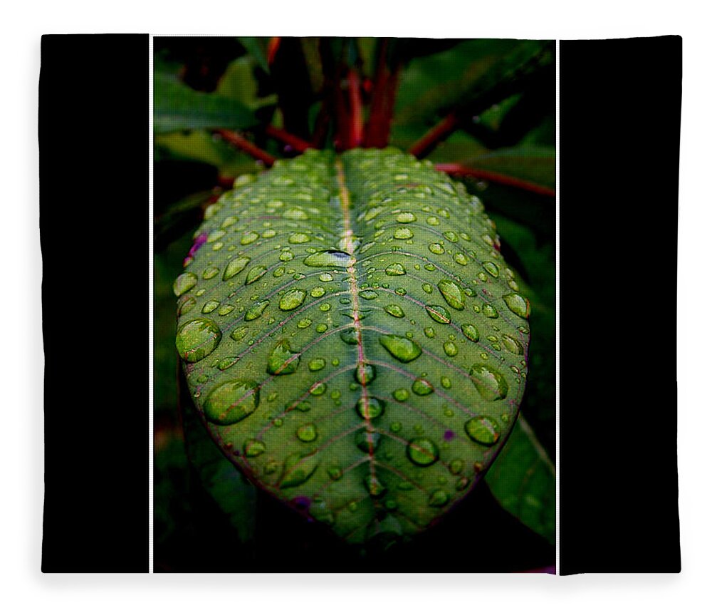 Leaf Fleece Blanket featuring the photograph Quenched 2 by David Weeks
