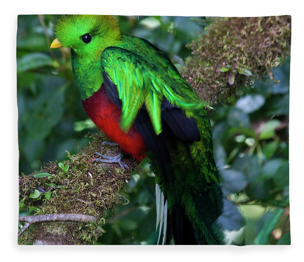 Bird Fleece Blanket featuring the photograph Quetzal by Heiko Koehrer-Wagner
