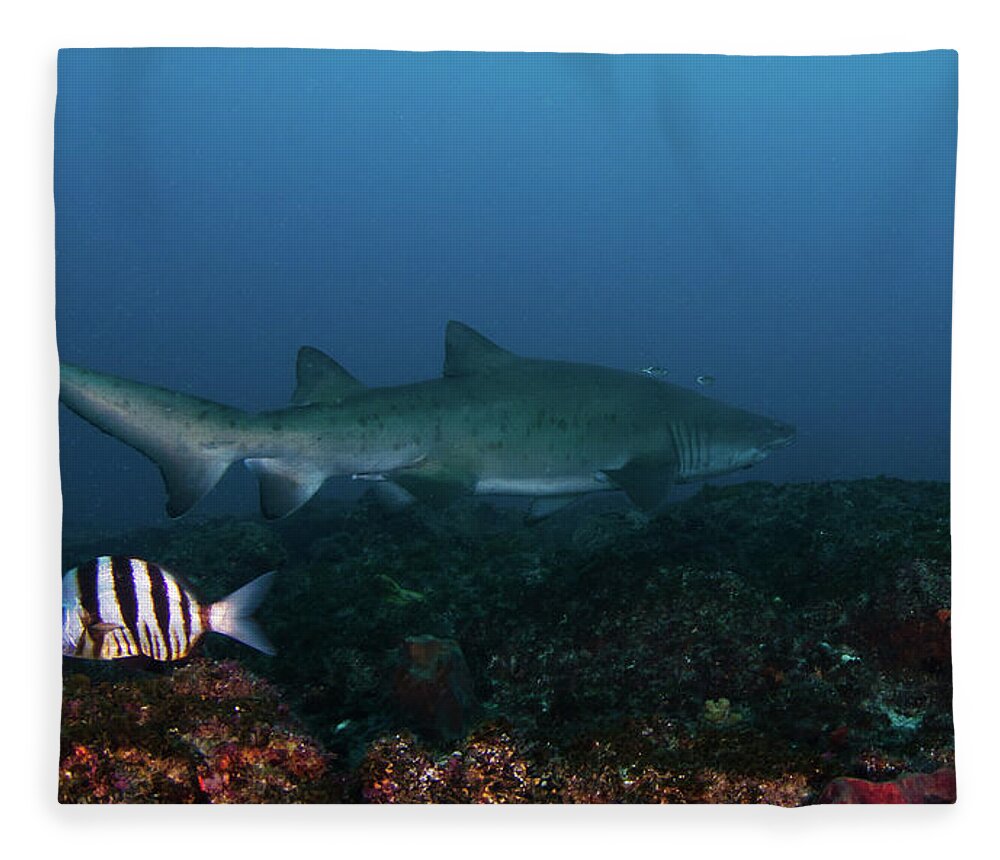 Sand Shark Fleece Blanket featuring the photograph Ragged Tooth Shark, South-africa by Joost Van Uffelen