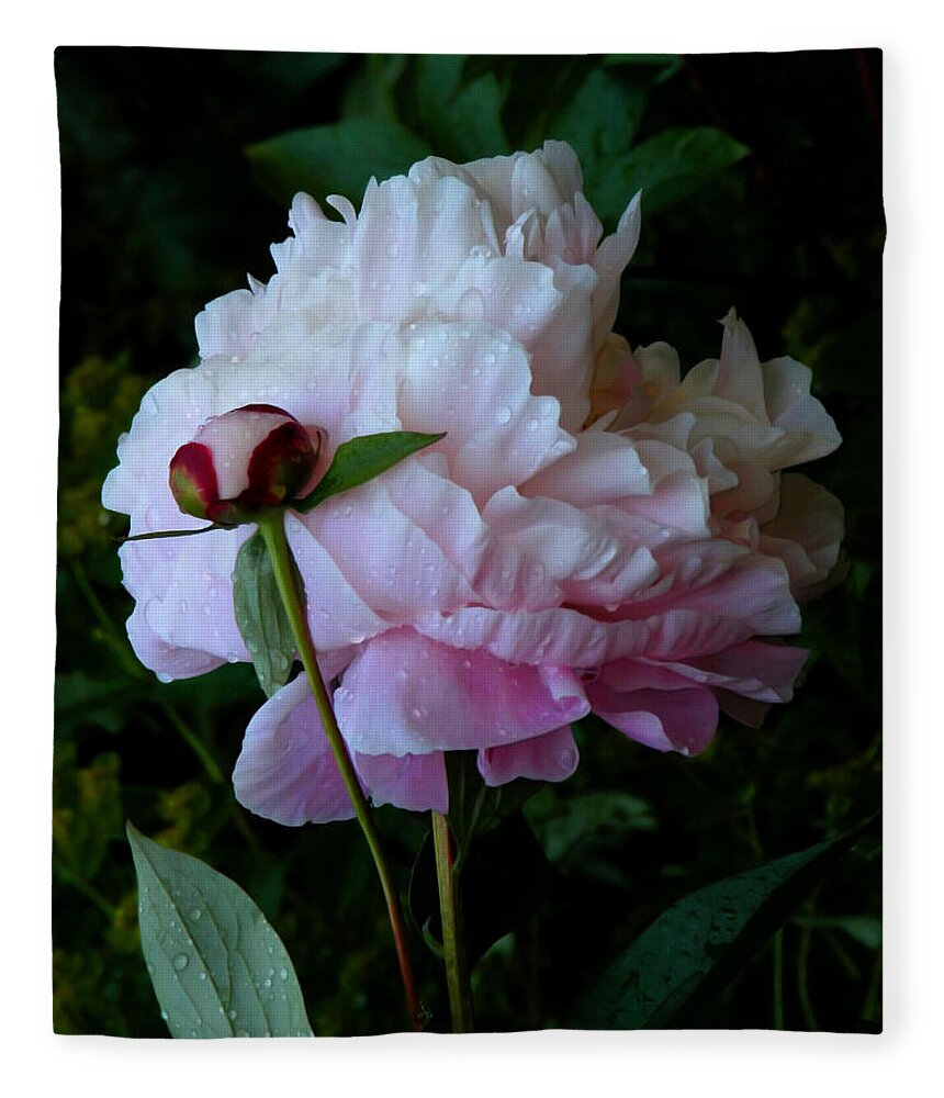 Peony Fleece Blanket featuring the photograph Rain-soaked Peonies by Rona Black