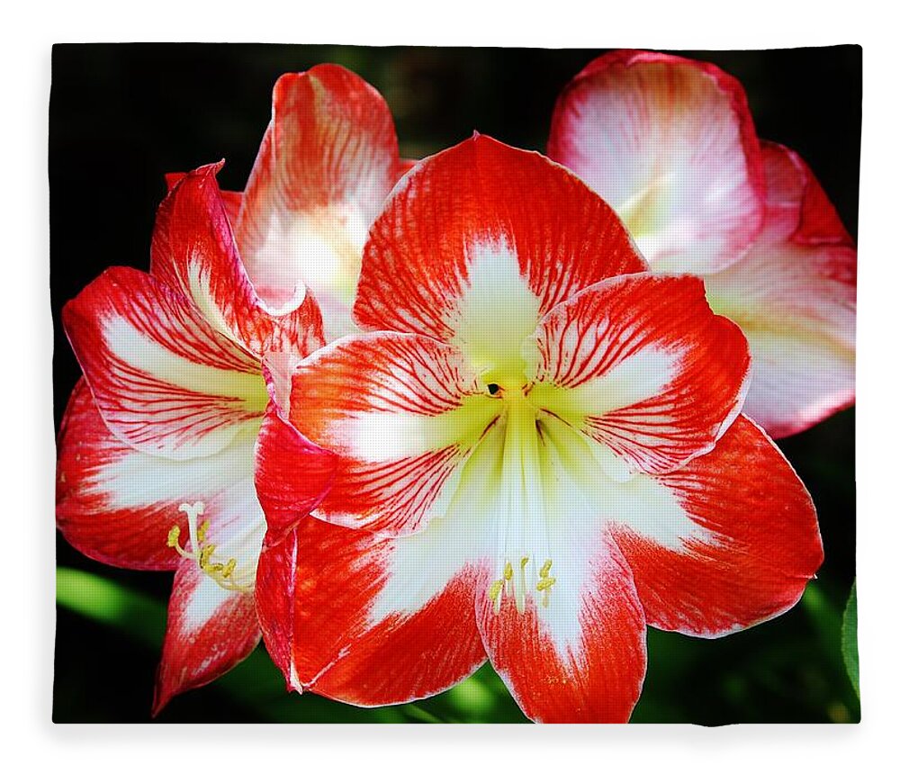 Lily Fleece Blanket featuring the photograph Red And White Amaryllis by Cynthia Guinn
