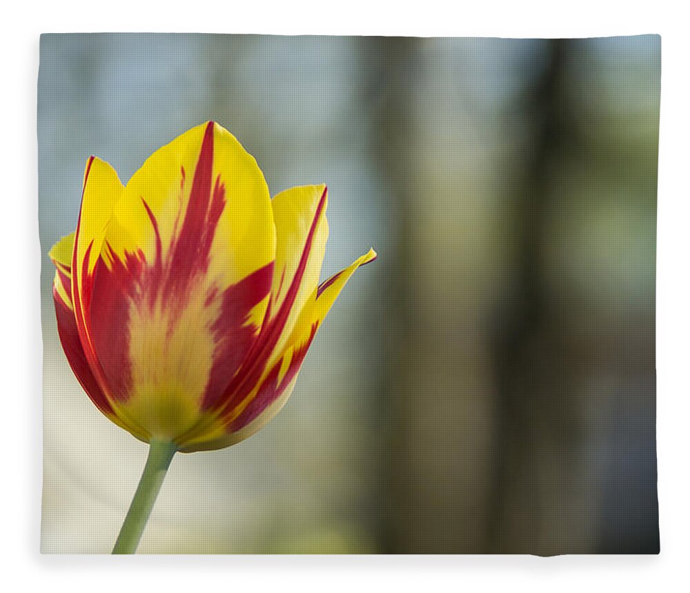 Tulip Fleece Blanket featuring the photograph Red and Yellow Tulip on Blurred Background by Photographic Arts And Design Studio
