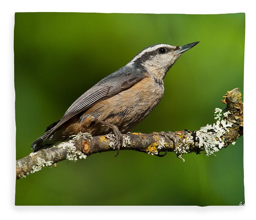 Animal Fleece Blanket featuring the photograph Red Breasted Nuthatch in a Tree by Jeff Goulden