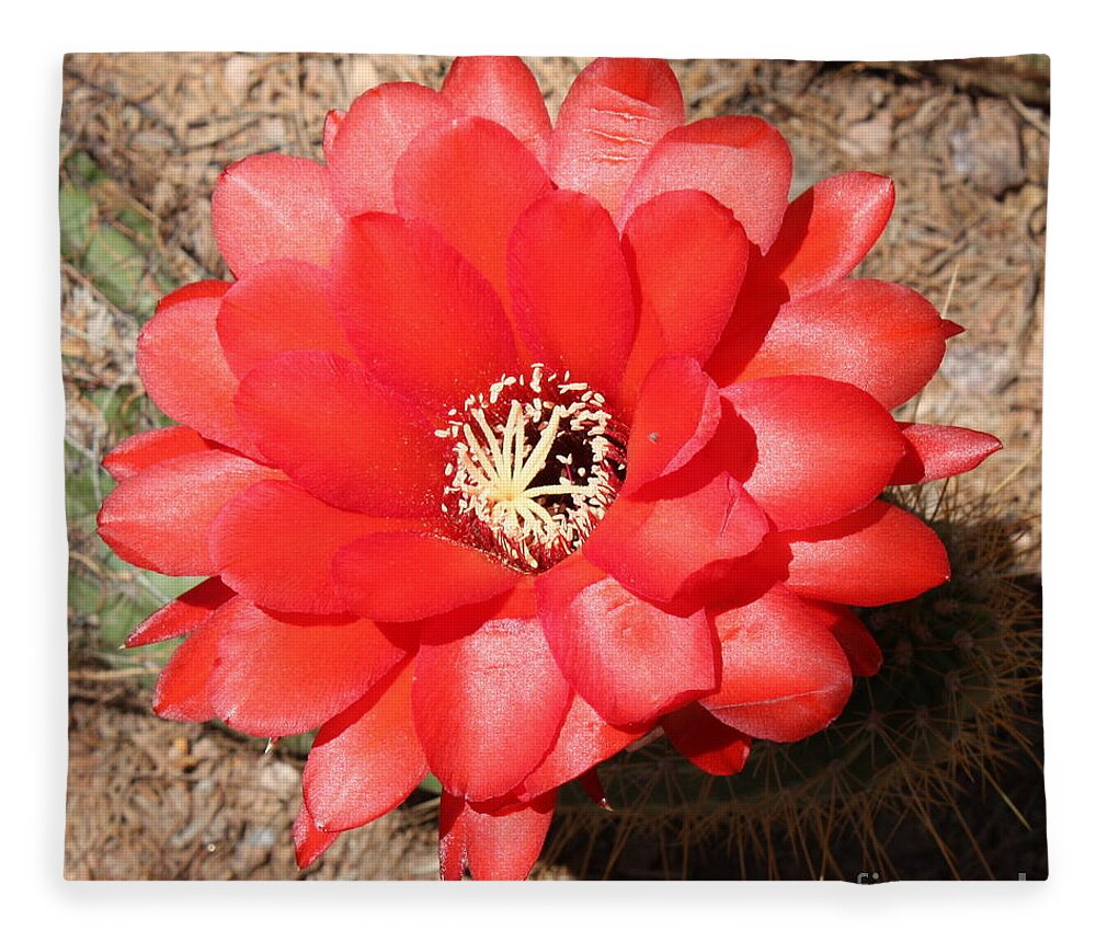 Red Cactus Flower Fleece Blanket featuring the photograph Red Cactus Flower Square by Carol Groenen