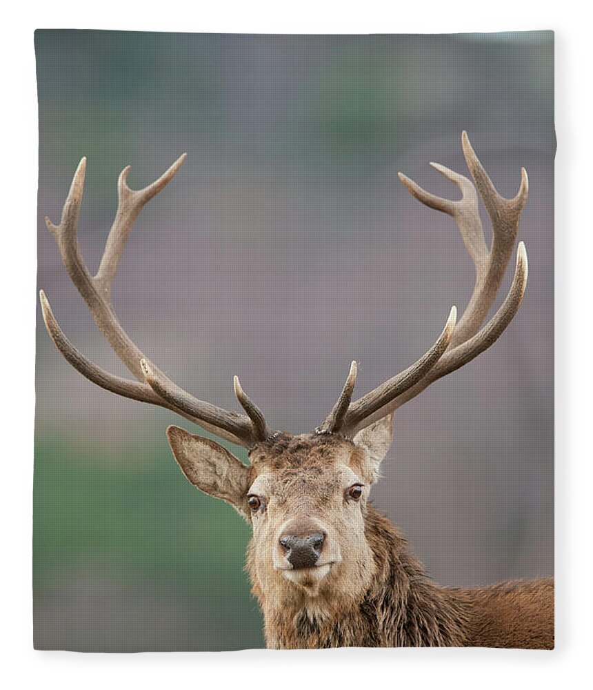 Animal Themes Fleece Blanket featuring the photograph Red Deer Stag, Highland Wildlife Park by Chris Wilson