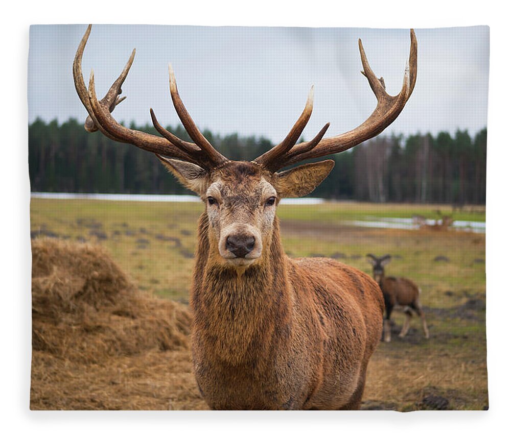 Scenics Fleece Blanket featuring the photograph Red Deer Stag Protecting Its Fawn by Boris Sv