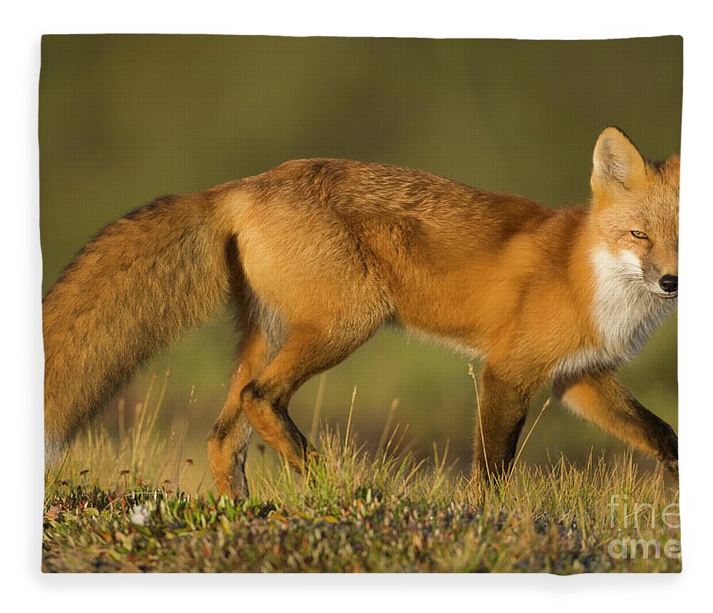 00440911 Fleece Blanket featuring the photograph Red Fox Hunting in Denali by Yva Momatiuk John Eastcott