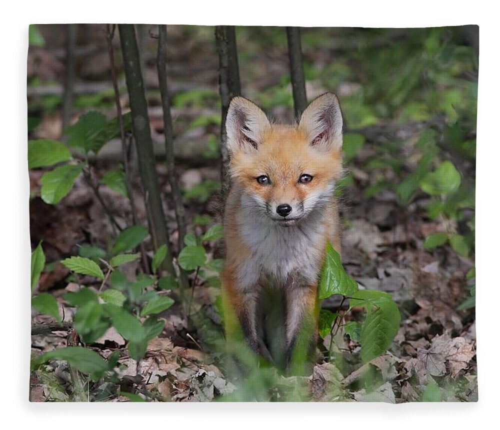 Animal Themes Fleece Blanket featuring the photograph Red Fox Kit by Danielbehmphotography.com