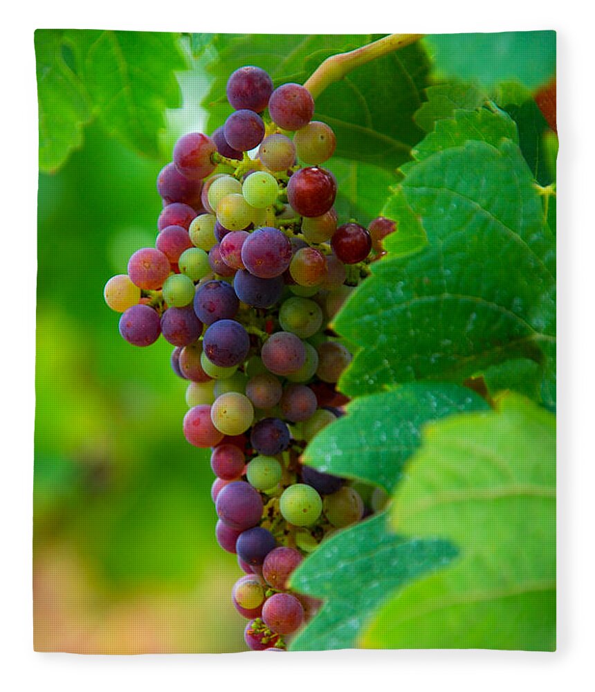 Bordeaux Fleece Blanket featuring the photograph Red Grapes by Hannes Cmarits