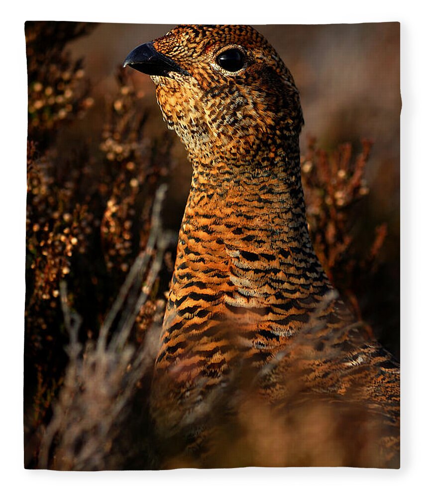 Red Grouse Fleece Blanket featuring the photograph Red Grouse by Gavin Macrae