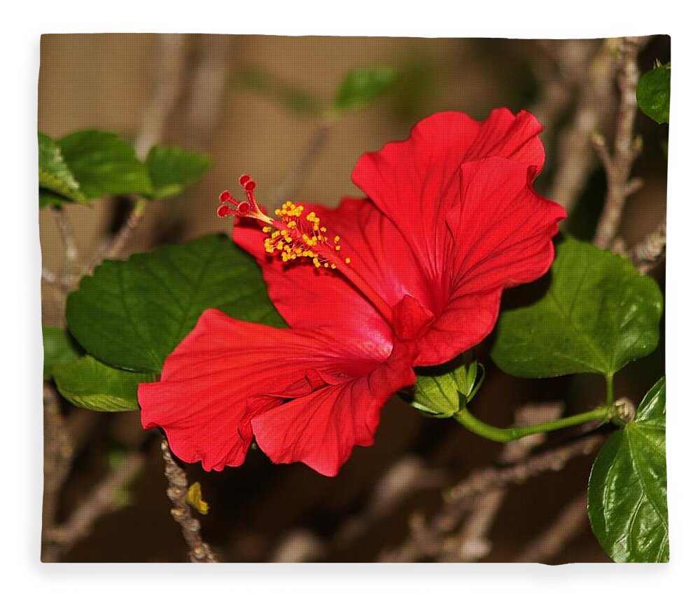 Red Fleece Blanket featuring the photograph Red Hibiscus Flower by Cynthia Guinn