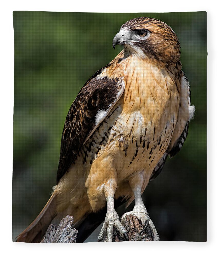 Red Tailed Hawk Fleece Blanket featuring the photograph Red Tail Hawk Portrait by Dale Kincaid