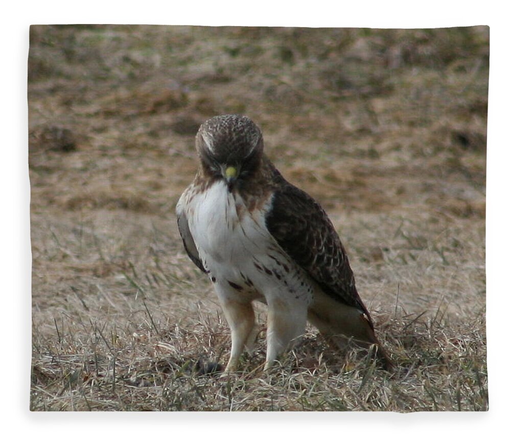 Red Tailed Hawk Fleece Blanket featuring the photograph Red Tailed Hawk by Neal Eslinger