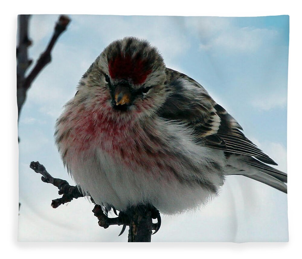 Redpoll Fleece Blanket featuring the photograph Redpoll by Jackson Pearson