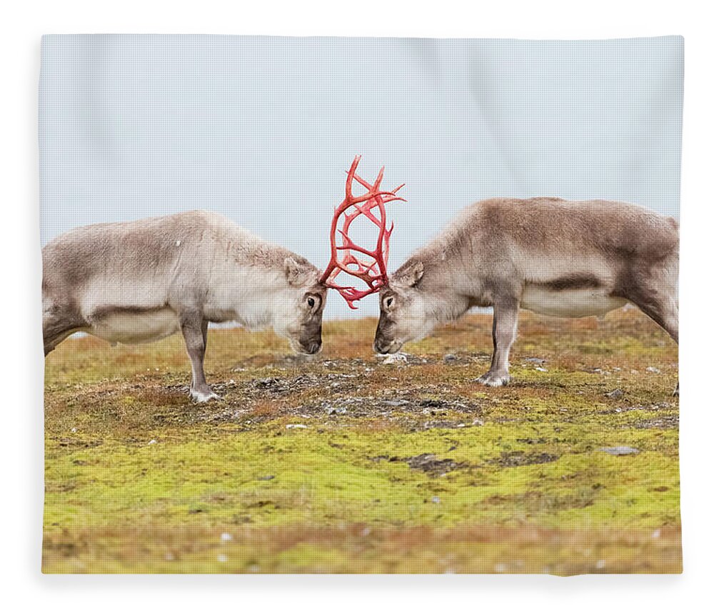 Vertebrate Fleece Blanket featuring the photograph Reindeer by Kencanning