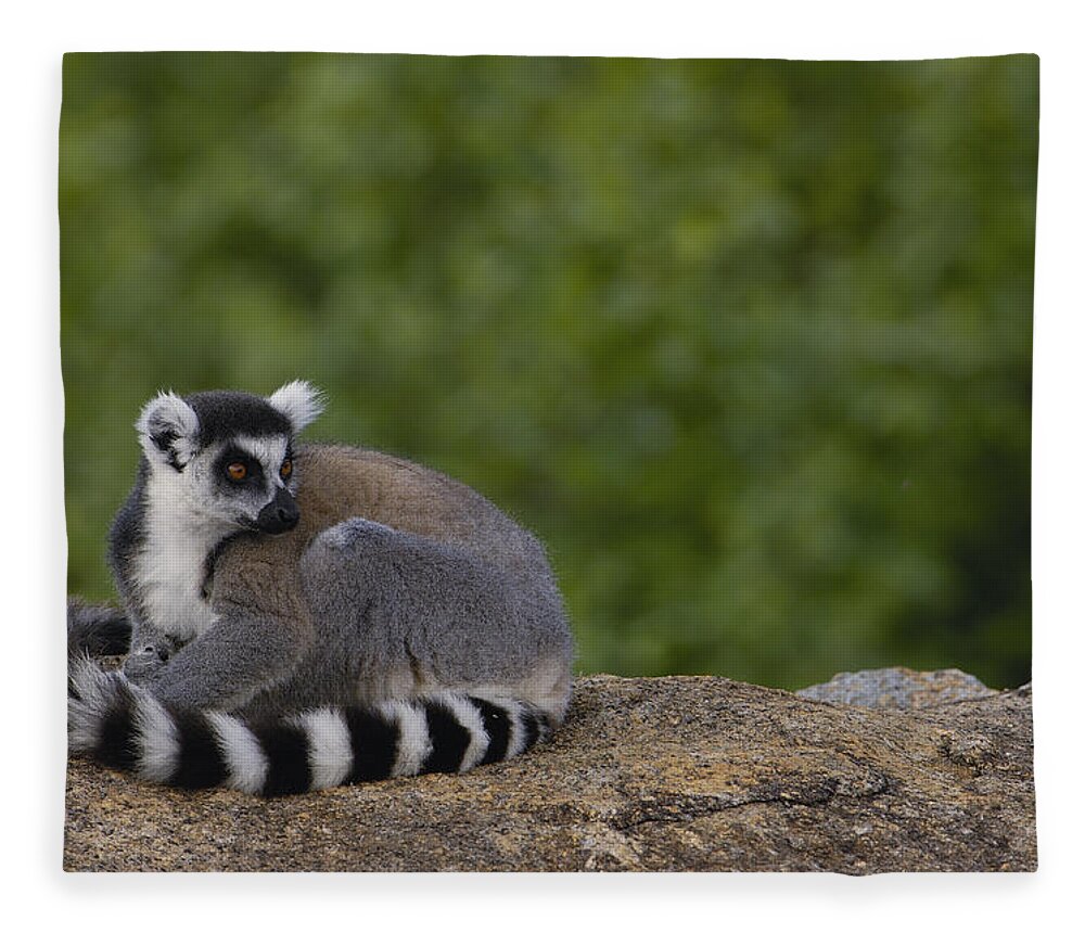 Feb0514 Fleece Blanket featuring the photograph Ring-tailed Lemur Resting On Rocks by Pete Oxford
