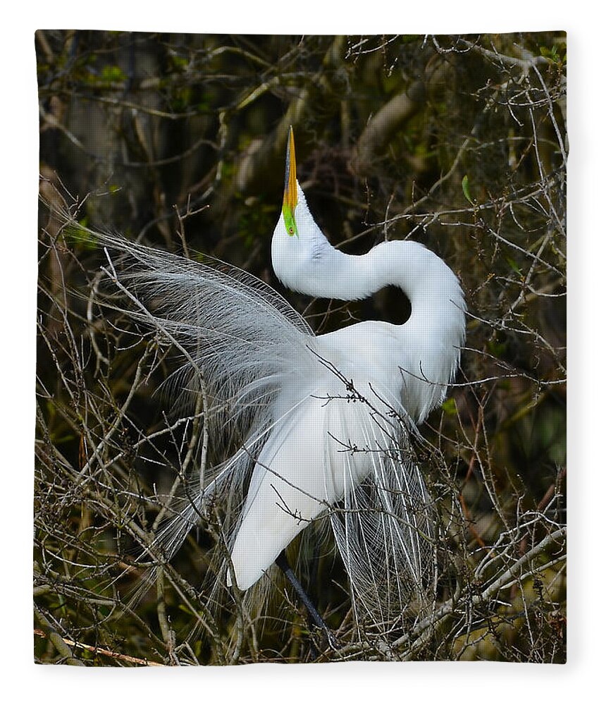 Great Egret Fleece Blanket featuring the photograph Rituals Of Courtship by Kathy Baccari