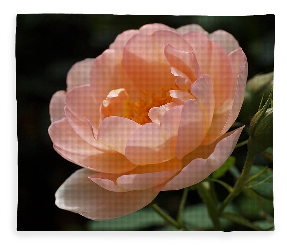 Rose Fleece Blanket featuring the photograph Rose Blush by Rona Black