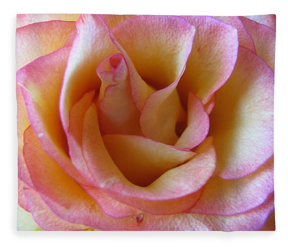 Flower Fleece Blanket featuring the photograph Rose close up 1 by Anita Burgermeister