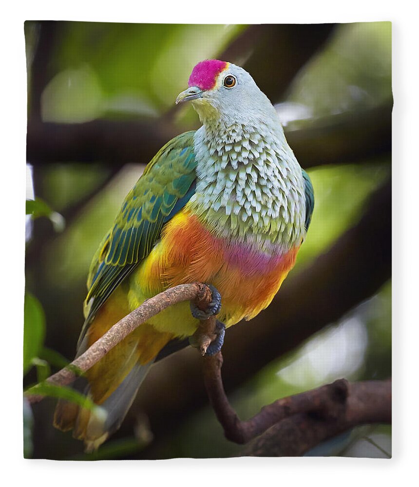 Martin Willis Fleece Blanket featuring the photograph Rose-crowned Fruit-dove Australia by Martin Willis