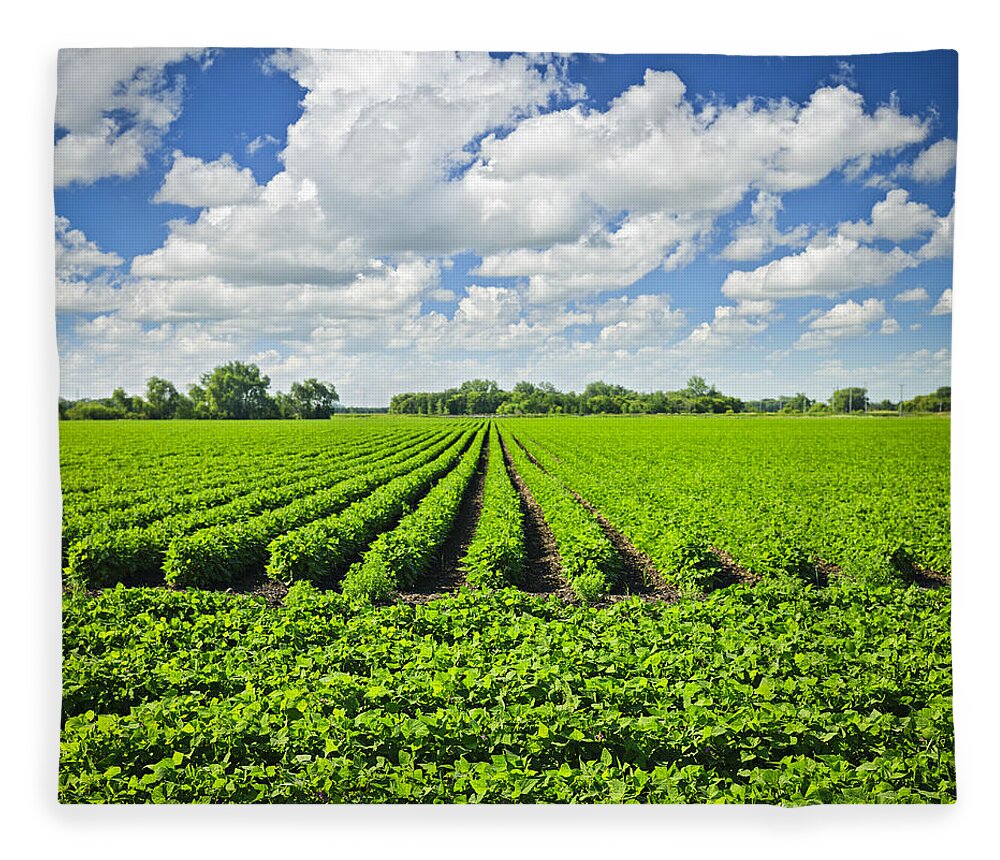 Soy Fleece Blanket featuring the photograph Rows of soy plants in field by Elena Elisseeva