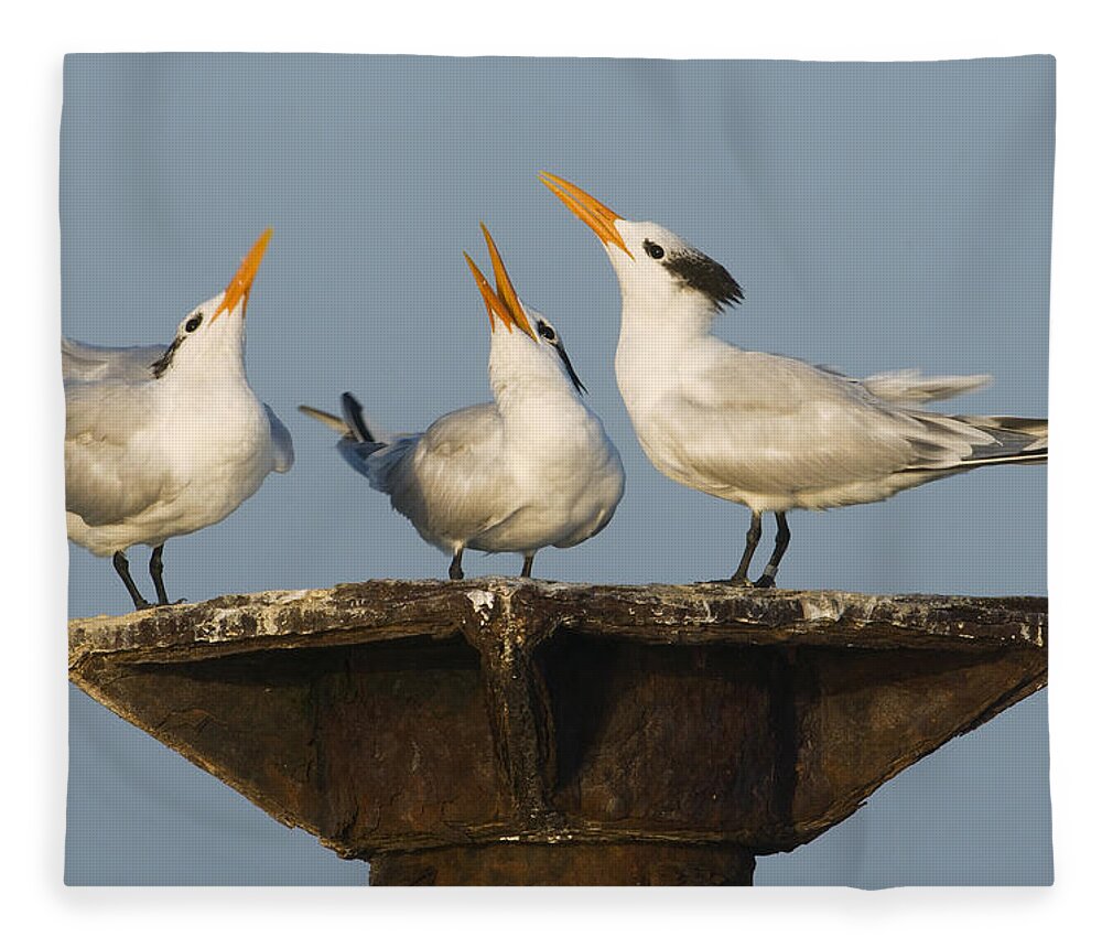 Feb0514 Fleece Blanket featuring the photograph Royal Tern Trio Displaying Dominican by Kevin Schafer