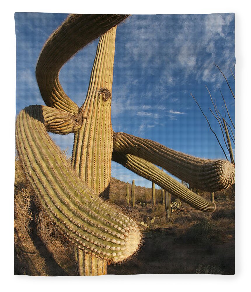 Feb0514 Fleece Blanket featuring the photograph Saguaro Cactus Saguaro Np Arizona by Kevin Schafer