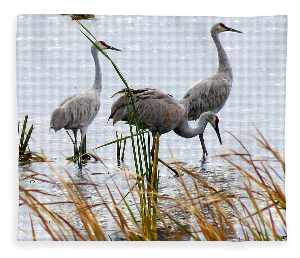 Nature Fleece Blanket featuring the photograph Sandhill Cranes by Kay Novy
