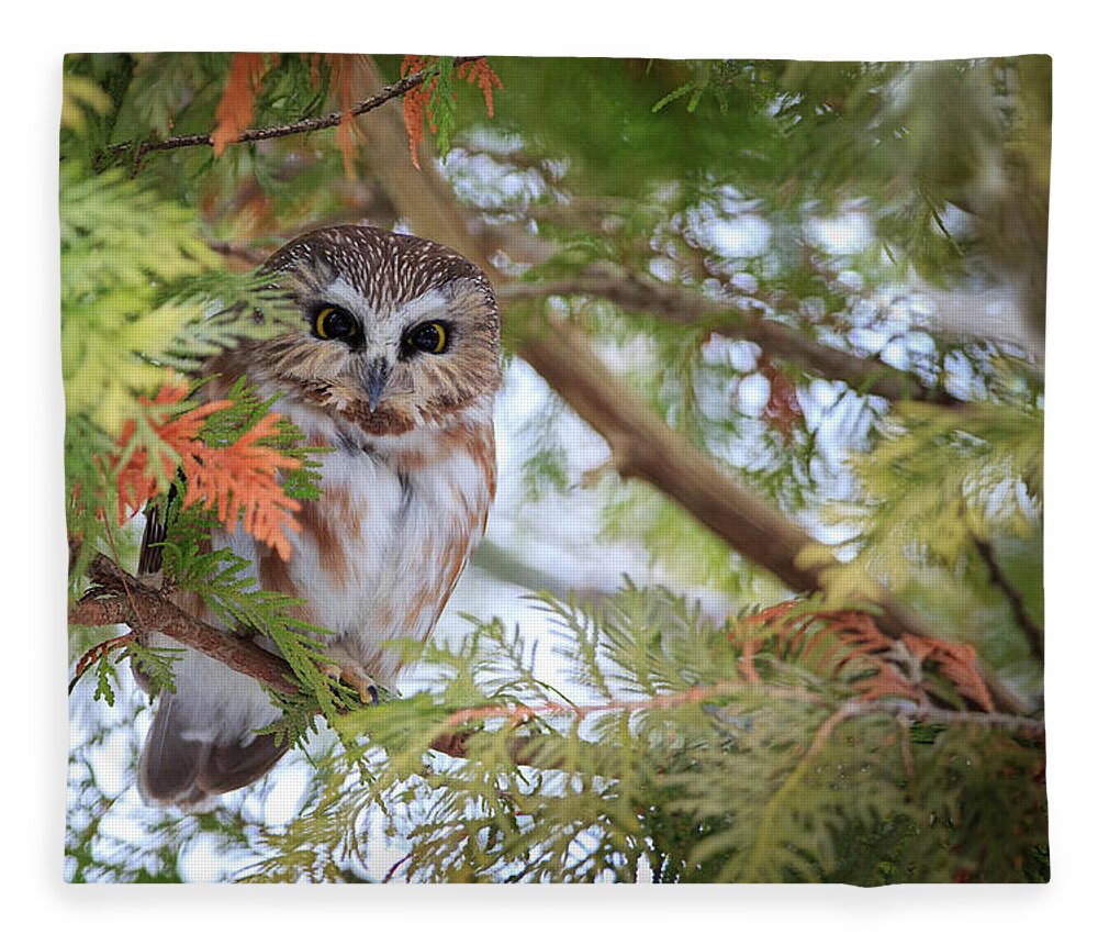 Saw-whet Owl Fleece Blanket featuring the photograph Saw-Whet Owl by Everet Regal