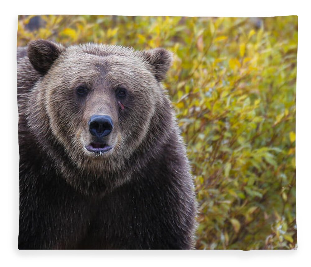 Bear Fleece Blanket featuring the photograph Scar by Kevin Dietrich