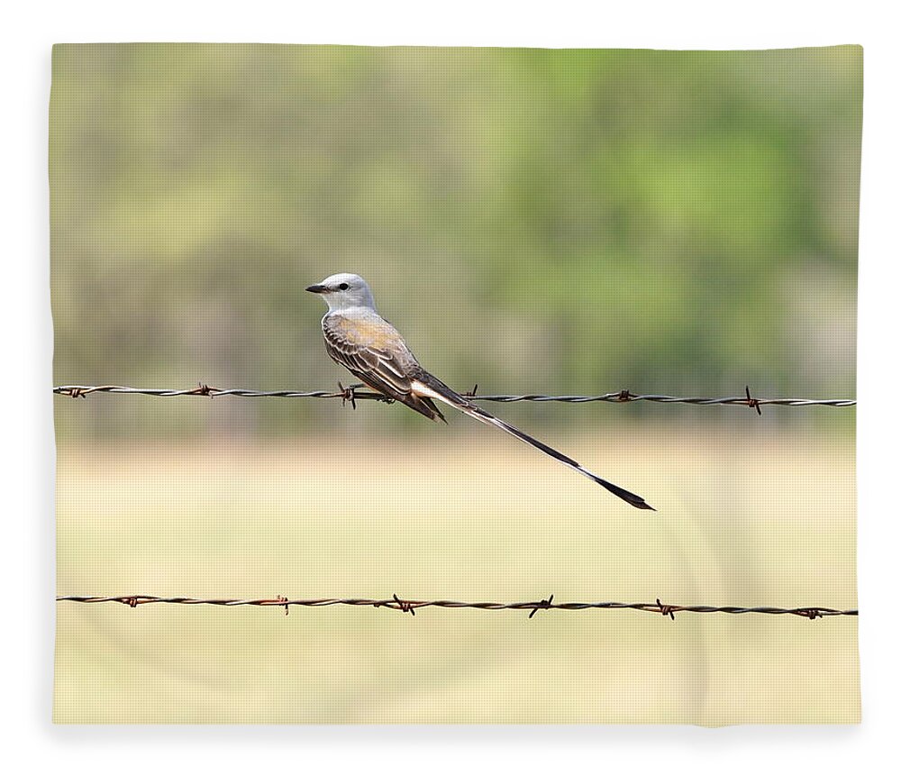 Flycatcher Fleece Blanket featuring the photograph Scissor-tailed Flycatcher by Frank Madia