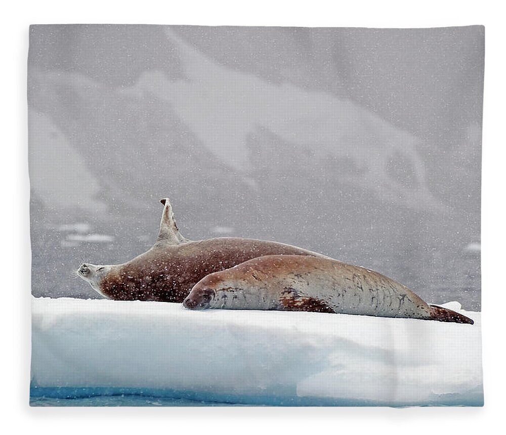 Animals In The Wild Fleece Blanket featuring the photograph Seals Laying On A Piece Of Ice by Jim Julien / Design Pics