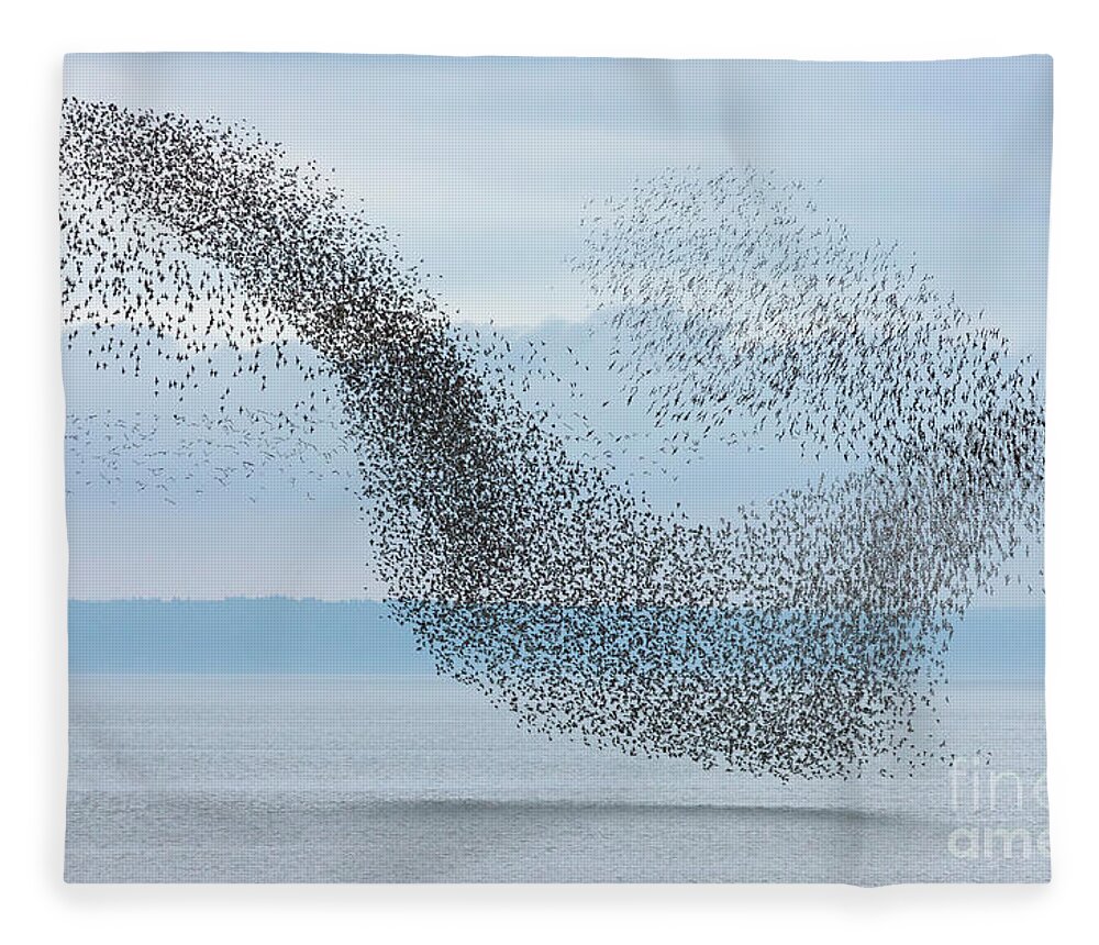 00536667 Fleece Blanket featuring the photograph Semipalmated Sandpipers Flying Over Bay by Yva Momatiuk and John Eastcott