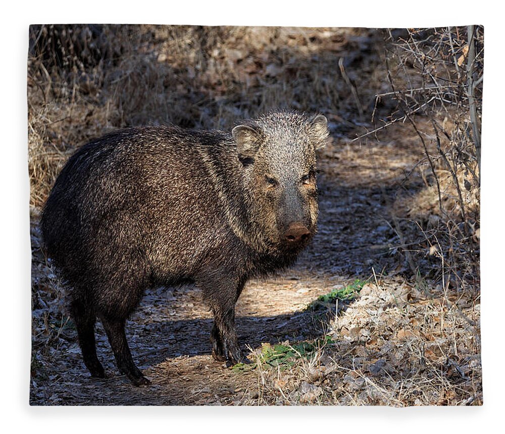 Javelinas Fleece Blanket featuring the photograph Sharing the Trail by Kathleen Bishop