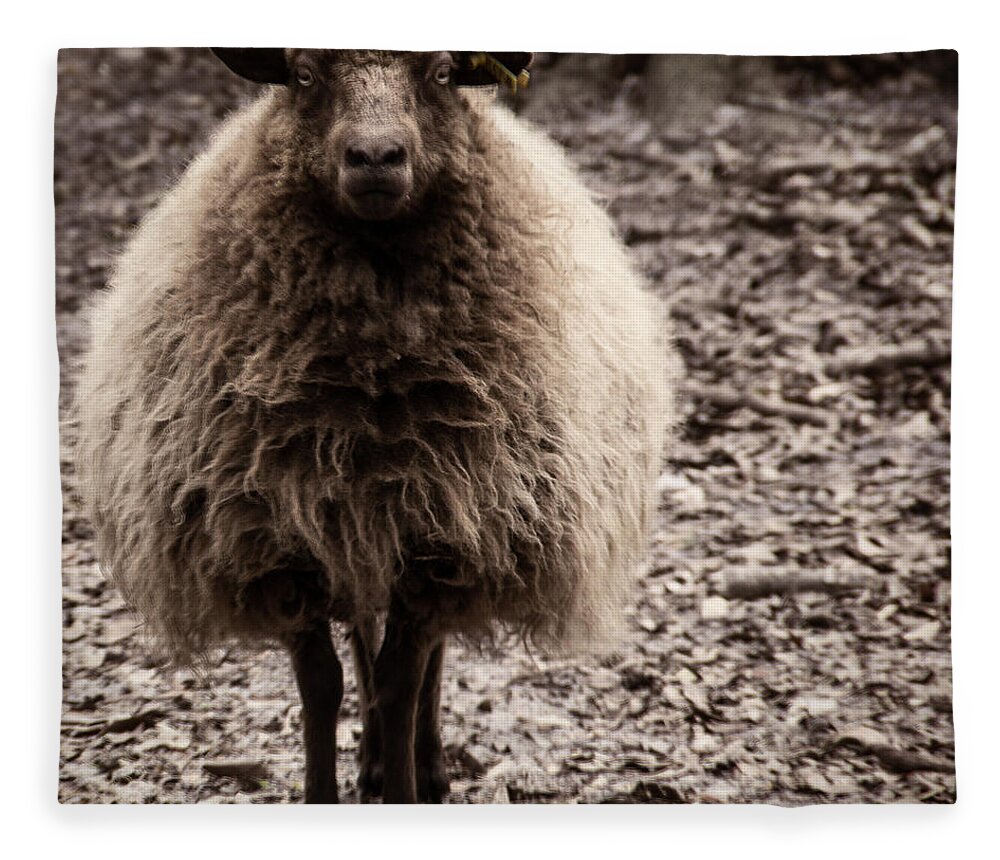Sheep Fleece Blanket featuring the photograph Sheep Stare by Roger Wedegis